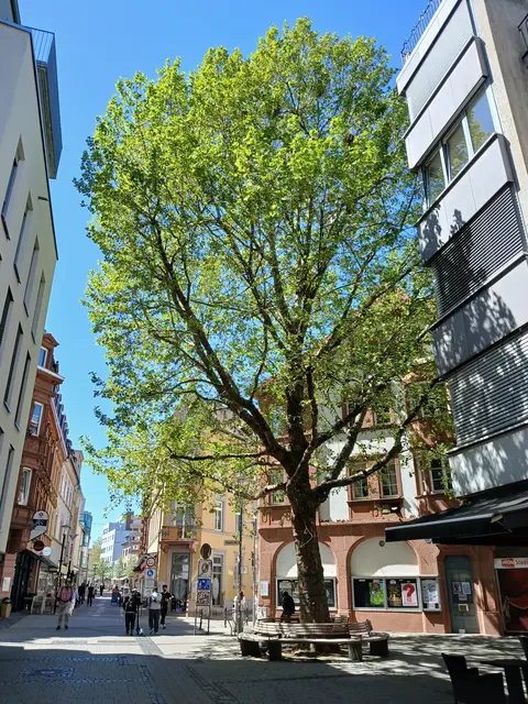 An dem von Krähen besiedelten Baum am Union-Kino werden noch in dieser Woche Auffangtücher für den Kot installiert  | Foto: Stadt KL/gratis
