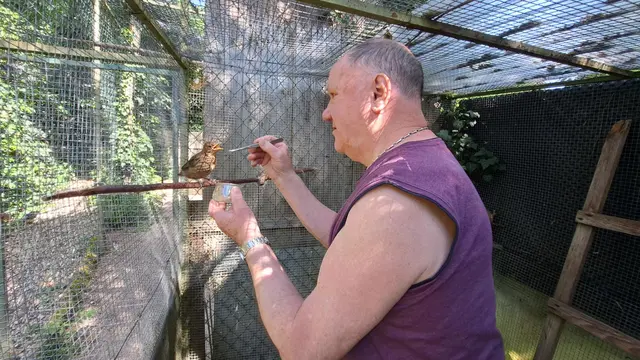 Kurt Wilhelm kümmert sich auf dem Wiesenthalerhof seit fast 40 Jahren um verletzte, kranke und verwaiste Wildvögel. Das Foto zeigt ihm beim Füttern einer jungen Amsel | Foto: Monika Klein