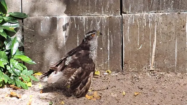 Der herabhängende Flügel dieses Habichts geht auf einen Bruch zurück. Auch er gehört zu den Dauergästen von Kurt Wilhelm | Foto: Monika Klein