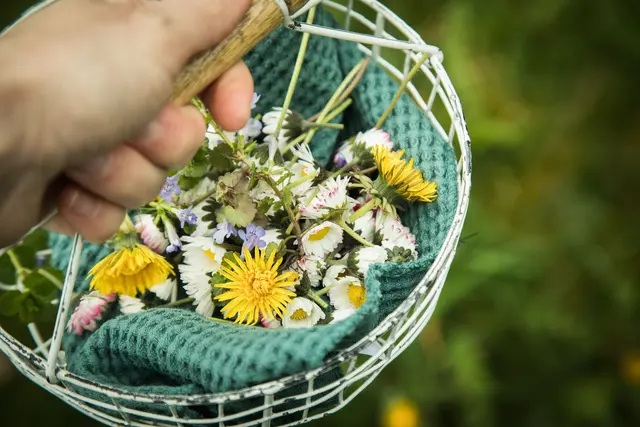 Leckere Vielfalt: Zahlreiche Blüten von Kräutern, Zier- und Wildpflanzen eignen sich hervorragend als dekorative und aromatische Ergänzung für Speisen. | Foto: dpa
