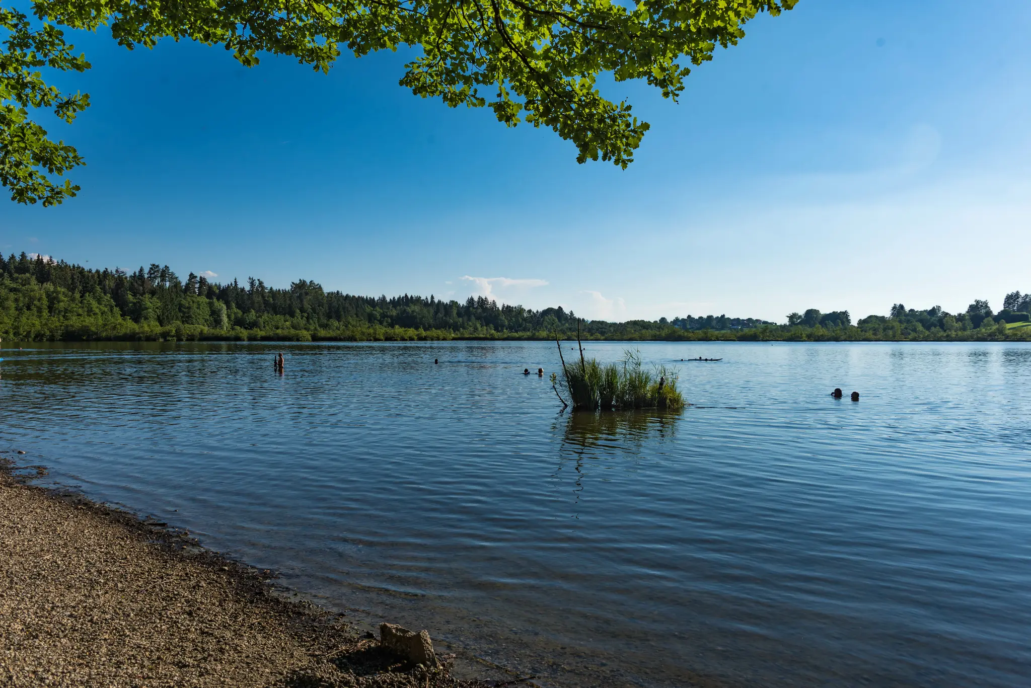 Nach-gro-er-Suche-im-H-rdter-Baggersee-Taucher-bergen-toten-1-5-Meter-Wels