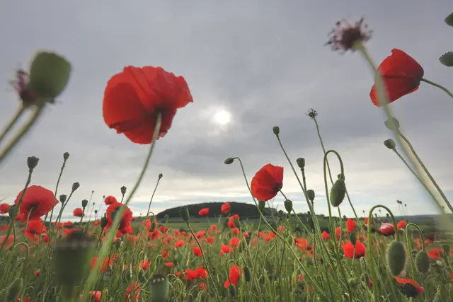 DWD: Wetter in Baden-Württemberg etwas freundlicher. (Archivbild) | Foto: Thomas Warnack/dpa