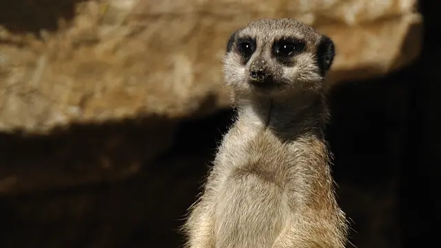 Bei einer Abendführung durch den Zoo entdecken Familien, was die Tiere in der Dämmerung machen. | Foto: Zoo Landau/frei