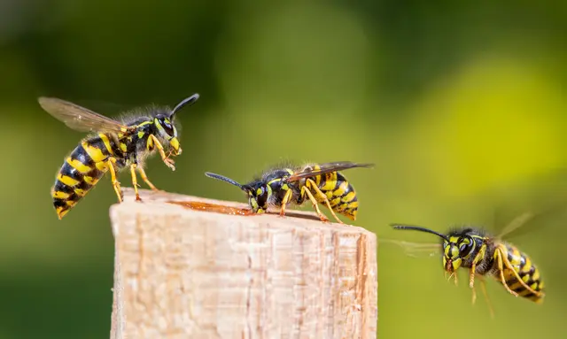 Wespen im Garten können schnell lästig werden. Es gibt einige Methoden, um die Insekten schnell und freundlich zu vergraulen. | Foto: Rainer Fuhrmann/stock.adobe.com