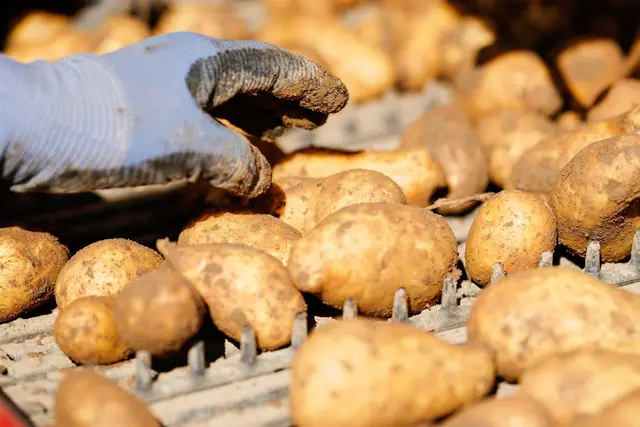 Zum Saisonstart wird der Künstler Steffen Boiselle zum Markenbotschafter der "Grumbeere" ernannt. (Symbolbild) | Foto: Uwe Anspach/dpa