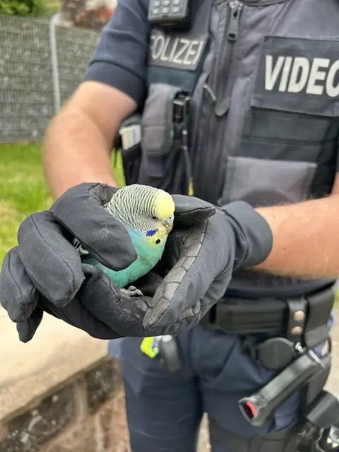 Ein Wellensittich saß regungslos auf einer Straße in Pirmasens. Die Polizei fing den unverletzten Vogel ein und übergab ihn der Taubenhilfe zur weiteren Betreuung. | Foto: Polizeidirektion Pirmasens