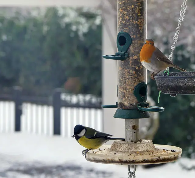 Eine Meise und ein Rotkehlchen bei der Winterfütterung – doch wo sind all die anderen geblieben? Früher selbstverständlich, sind viele Arten heute selten geworden. Wie es dazu kommt und was wir dagegen tun können, zeigt Klaus Eisele, ehrenamtlicher Leiter der ORBEA Ludwigshafen, in seinem Vortrag „Zustand der Vogelwelt – Ursachen, Folgen und Wege zum Schutz“ am Sonntag, 14. Juni 2026, von 10:00 bis 12:00 Uhr an der ORBEA-Station im Maudacher Bruch. Der Eintritt ist frei, Spenden sind willkommen. Die Veranstaltung ist Teil der Reihe „Natur – er-leben und schützen“ | Foto: ORBEA