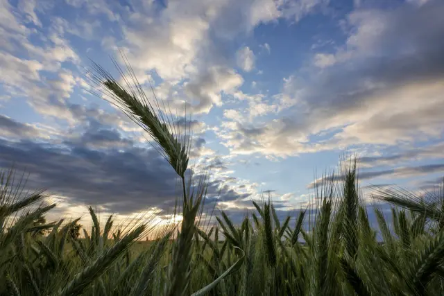 Nach Sonne am Montag drohen im Südwesten Starkregen, Gewitter und böige Winde. | Foto: Thomas Warnack/dpa