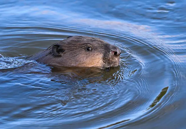 Schwimmender Castor: Die Naturschützer bitten Interessierte, auch den Biber, seine Spuren und seinen Lebensraum zu dokumentieren. | Foto: dpa