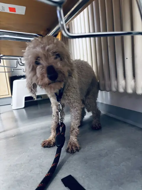 Ein weißer Pudel-Mischling ist am Dienstagmorgen zunächst in Birkenhördt gemeldet und wenig später in Bad Bergzabern zur Polizei gebracht worden. Der Hund ist gechipt, aber nicht registriert, die Polizei sucht den Besitzer. | Foto: Polizeidirektion Landau