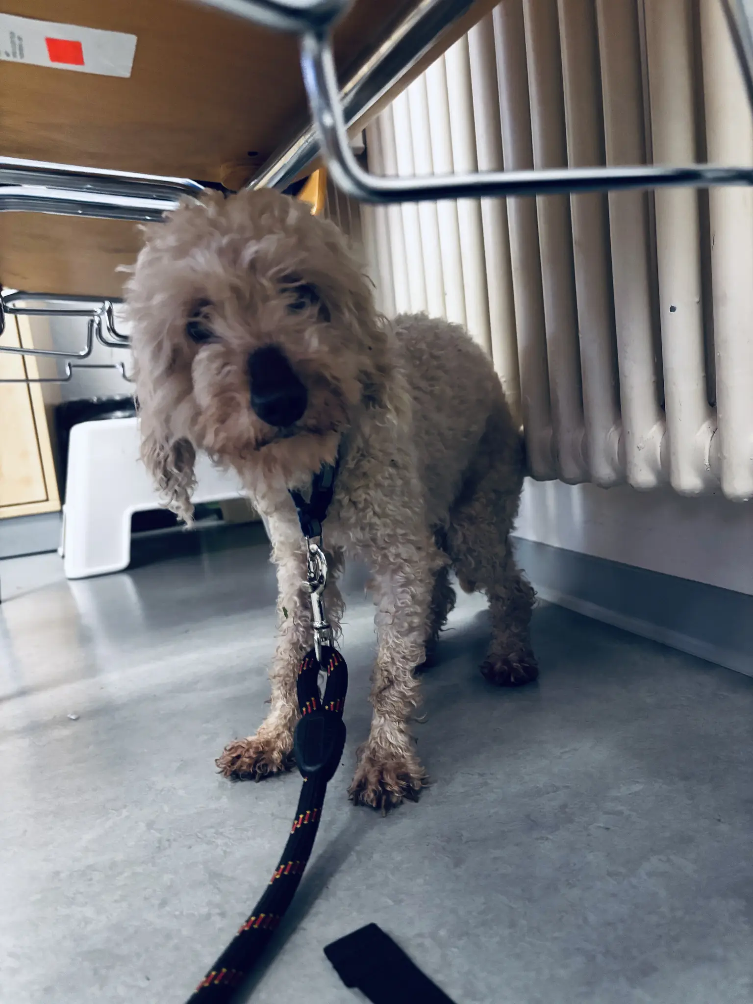 Polizei-sucht-Hundehalter-Wei-er-Pudel-Mischling-in-Bad-Bergzabern-gefunden