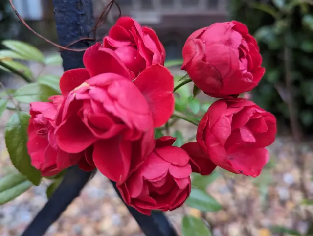Ein kurzer Spaziergang durch den Rosengarten wird am Sonntag zur Führung mit Tipps vom Gartenbauamt. | Foto: Heike Schwitalla
