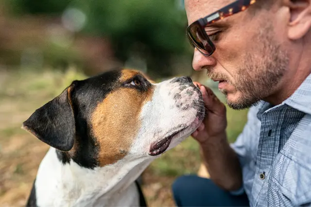 Fünf Anzeichen, dass ein Hund bereit für einen Tiersitter ist. | Foto: Rover