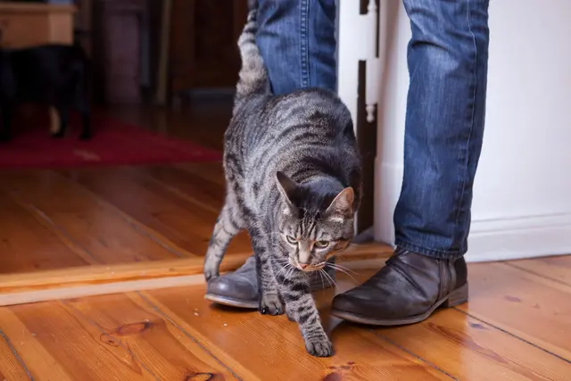Katzen reden leise – aber deutlich: An den Beinen reiben, Kopf anstupsen: Das ist ihr Signal für Nähe und Zugehörigkeit. | Foto: dpa