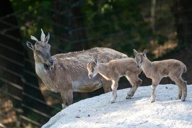 Drei junge Kletterkünstler auf der Gebirgsanlage