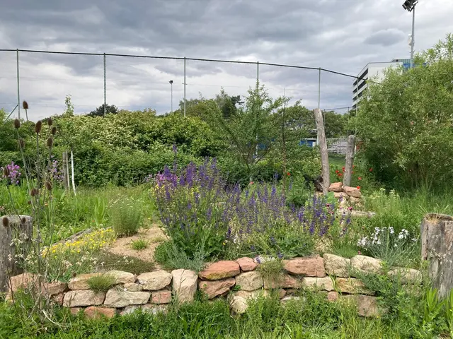 Wenn in Speyer Wiesen seltener gemäht werden und mehr Wildblumen wachsen, verändert sich das Stadtgrün spürbar im Alltag. | Foto: Stadt Speyer