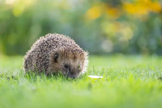 Gerade in der Nachwuchszeit können sich Igel im Gras oder am Gebüschrand verstecken. | Foto: andre/stock.adobe.com