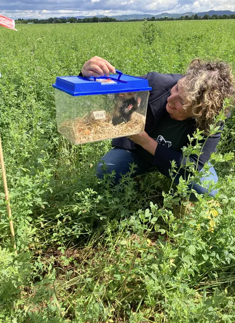 In Mannheim Straßenheim wurden am Donnerstag junge Feldhamster ausgewildert. Die Stadt setzt damit ihr Wiederansiedelungsprojekt für die streng geschützte Art fort. | Foto: Stadt Mannheim
