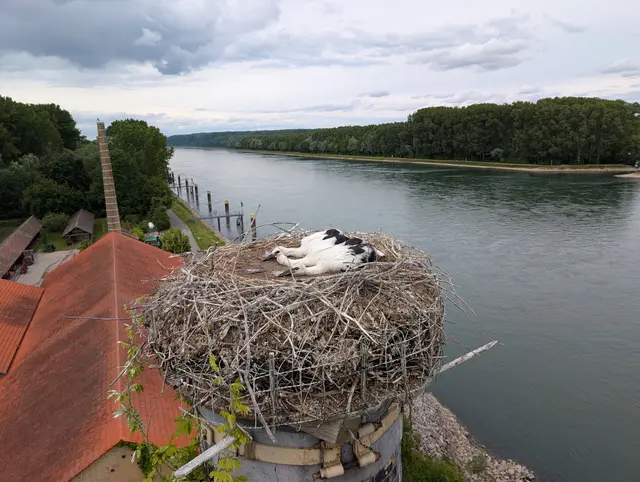 Die Störche in ihrem Nest | Foto: Florian Gaßmann, Feuerwehr Germersheim 