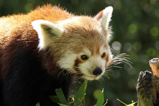 Rote Pandas gehören zu den mehr als 48.000 Arten, die aktuell auf der Roten Liste der Weltnaturschutzunion (IUCN) mit einem Bedrohungsstatus geführt werden. | Foto: Heidrun Knigge / Zoo Heidelberg
