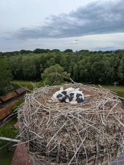 Blick ins Storchennest | Foto: Cornelia Haag/frei
