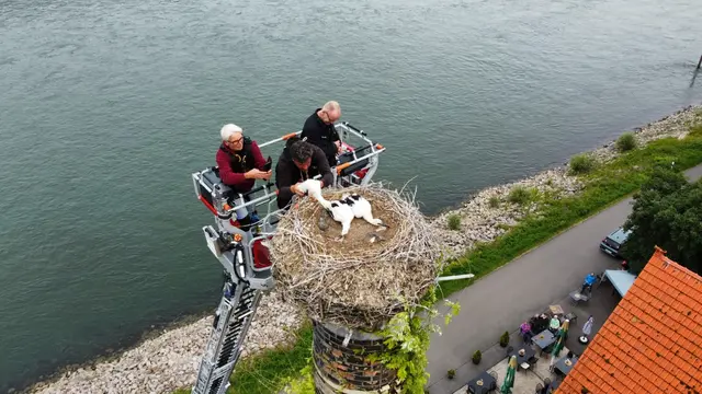 Hoch über der Ziegelei werden die Jungstörche untersucht und beringt | Foto: Florian Gaßmann, Feuerwehr Germersheim 