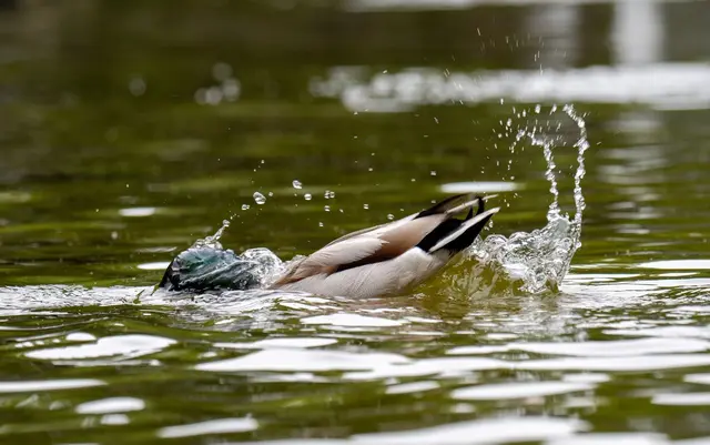 Nicht nur für diese Ente wird es zum Ende der Woche nass. (Symbolbild) | Foto: Harald Tittel/dpa