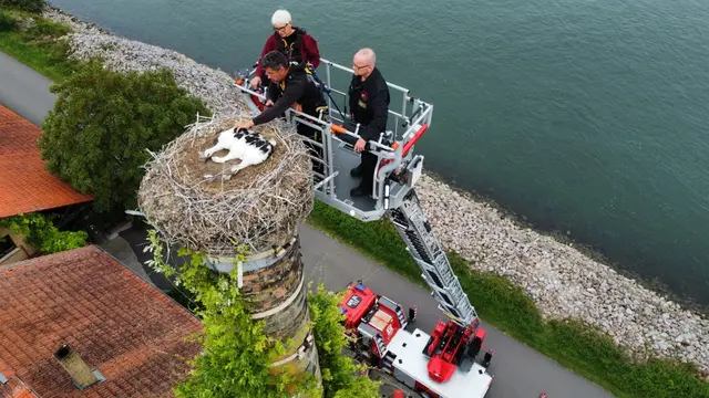 Christian Reis nimmt die Jungstörche in Augenschein | Foto: Florian Gaßmann, Feuerwehr Germersheim 