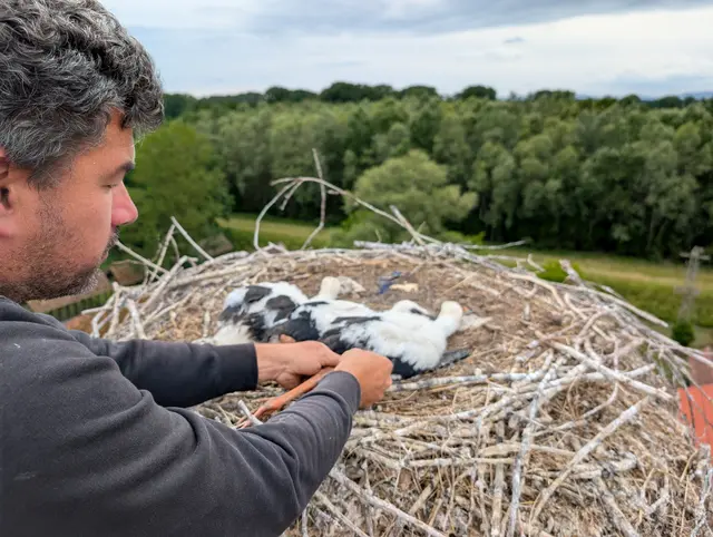 Der Storch wird beringt, damit man ihn auch später eindeutig identifizieren kann | Foto: Cornelia Haag / frei