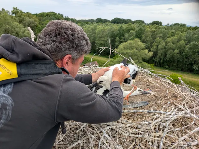Die Jungstörche werden untersucht und beringt | Foto: Cornelia Haag /frei