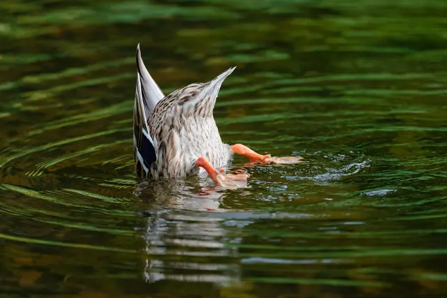 Diese Ente sucht die passende Erfrischung. (Archivbild) | Foto: Uwe Anspach/dpa