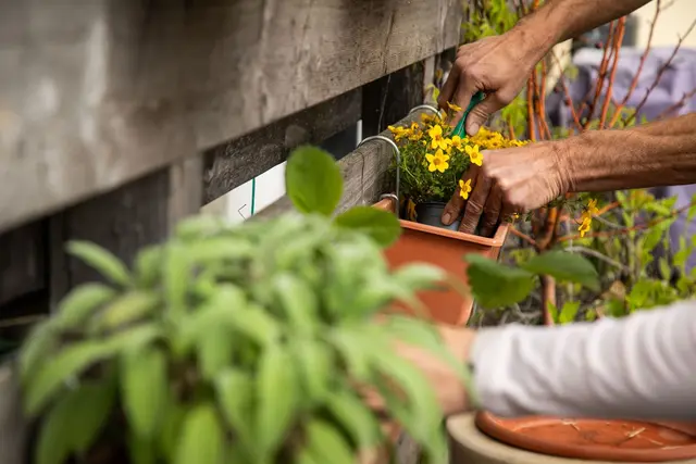 Stressabbau durch Pflanzenpflege: Gärtnern, selbst auf dem Balkon, hilft pflegenden Angehörigen, Überforderung zu reduzieren und das Gefühl von Selbstwirksamkeit zu stärken. | Foto: dpa