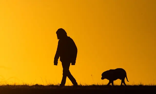 Der 84-Jährige wurde beim Gassi-Gehen gebissen und schwer verletzt. (Symbolbild) | Foto: Julian Stratenschulte/dpa
