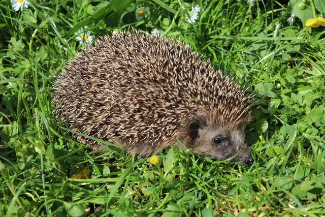 Igel finden in heimischen Gärten kaum noch Nahrung und sichere Rückzugsorte. Naturnahe Gärten können den bedrohten Tieren helfen. | Foto: Hannelore Schäfer