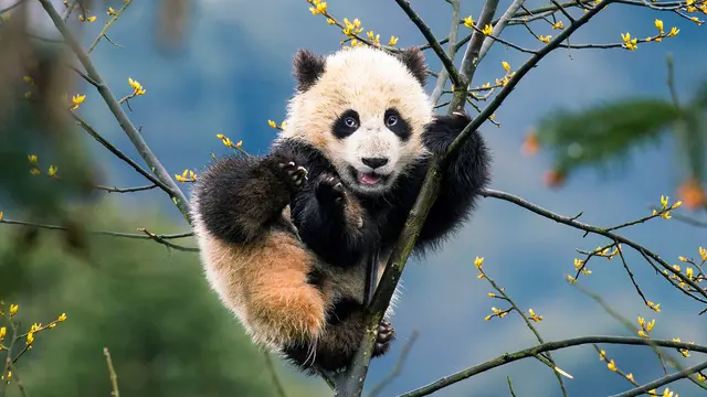 Terra X: Asien: Ein junger Panda klettert in Sichuan, China, und steht stellvertretend für die Vielfalt der Lebensräume in der Doku-Reihe. | Foto: ZDF, Foto: Suzi Eszterhas