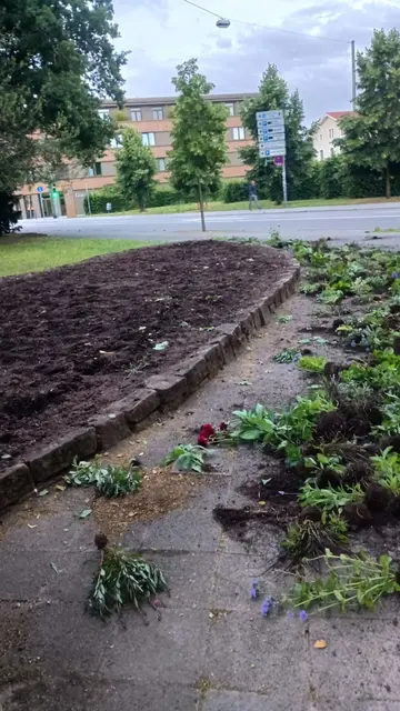 Im Adenauerpark sind mehrere Pflanzen aus einem Beet herausgerissen und neben der Pflanzfläche abgelegt worden. | Foto: Stadt Speyer