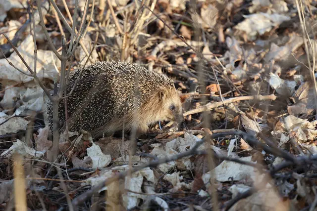 Igel fühlen sich auch im heimischen Garten wohl. Deshalb sollten Gartenbesitzer bei der Gartenarbeit darauf achten, deren Verstecke nicht zu zerstören. | Foto: KV Südwestpfalz / Benjamin Feth