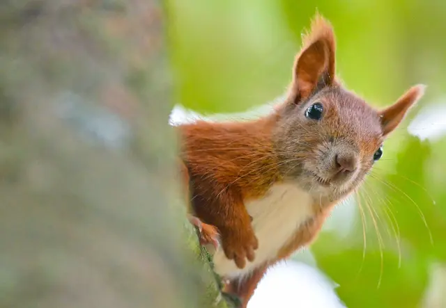 Bei Hitze wechseln auch Tiere in den Energiesparmodus. Gut also, wenn wir Menschen sie so wenig wie möglich stressen.  (zu dpa: «Im Garten: So helfen Sie Wildtieren im Sommer») | Foto: dpa