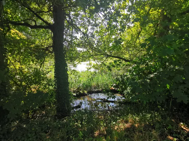 Auf dem Treidlerweg durch die Hördter Rheinauen - hier spenden die Bäume auch im Sommer wohltuenden Schatten | Foto: Heike Schwitalla