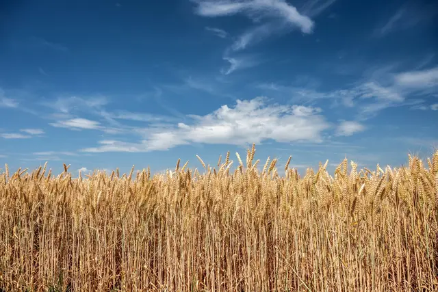 Wetterexperten halten am Sonntag oder Montag auch einen Juni-Temperatur-Rekord für möglich.  | Foto: Silas Stein/dpa