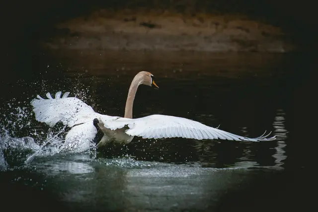 Naturerlebnis hautnah - auf dem Altrhein bei Germersheim. Auch im Sommer spendet die Flusslandschaft Schatten und Kühle | Foto: Heike Schwitalla
