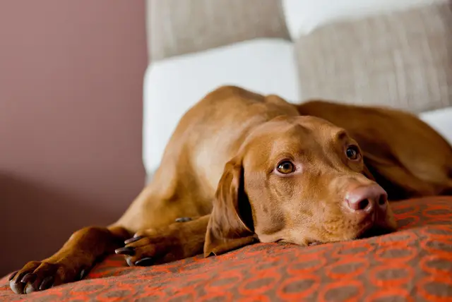 Hunde brauchen an heißen Tagen kühle Rückzugsorte. | Foto: dpa