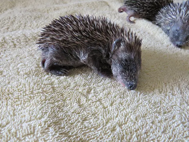 Gute Nacht kleine Igel | Foto: Brigitte Melder