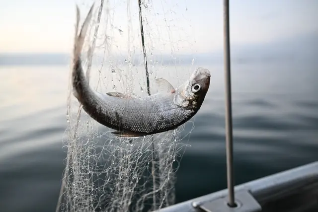 Dürfen Felchen bald wieder gefischt werden? (Archivbild)  | Foto: Felix Kästle/dpa