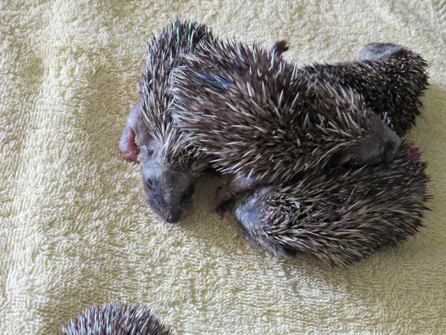 Zur besseren Unterscheidung hat jeder Igel eine andere Farbmarkierung | Foto: Brigitte Melder