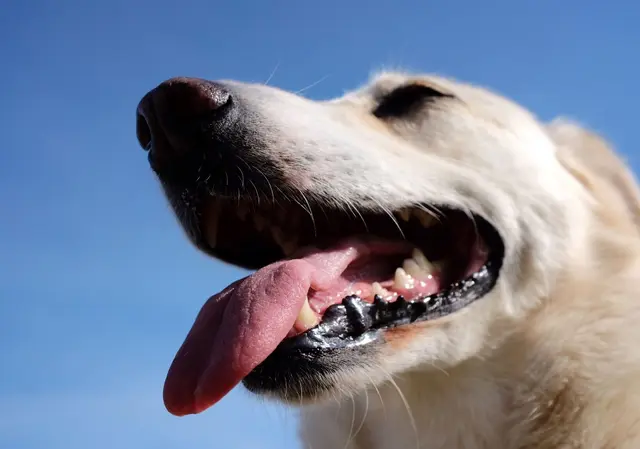 Hohe Temperaturen können Hunde stark belasten und im schlimmsten Fall zu einem Hitzschlag führen.  | Foto: dpa
