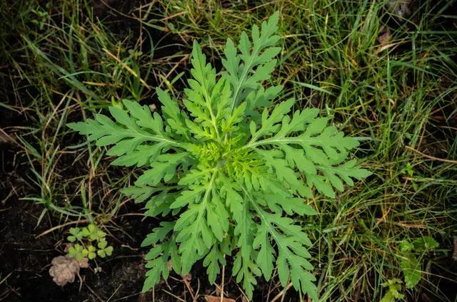 Wenn im Garten plötzlich unbekannte Pflanzen sprießen, kann das für Allergikerinnen und Allergiker schnell zum Problem werden. | Foto: vladk213/stock.adobe.com