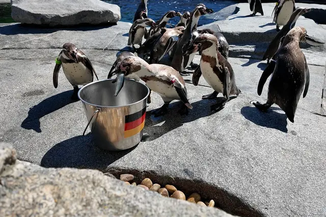 Erst waren die Pinguine unschlüssig, dann aber war der deutsche Eimer zuerst leergefuttert | Foto: Rene Priebe/dpa