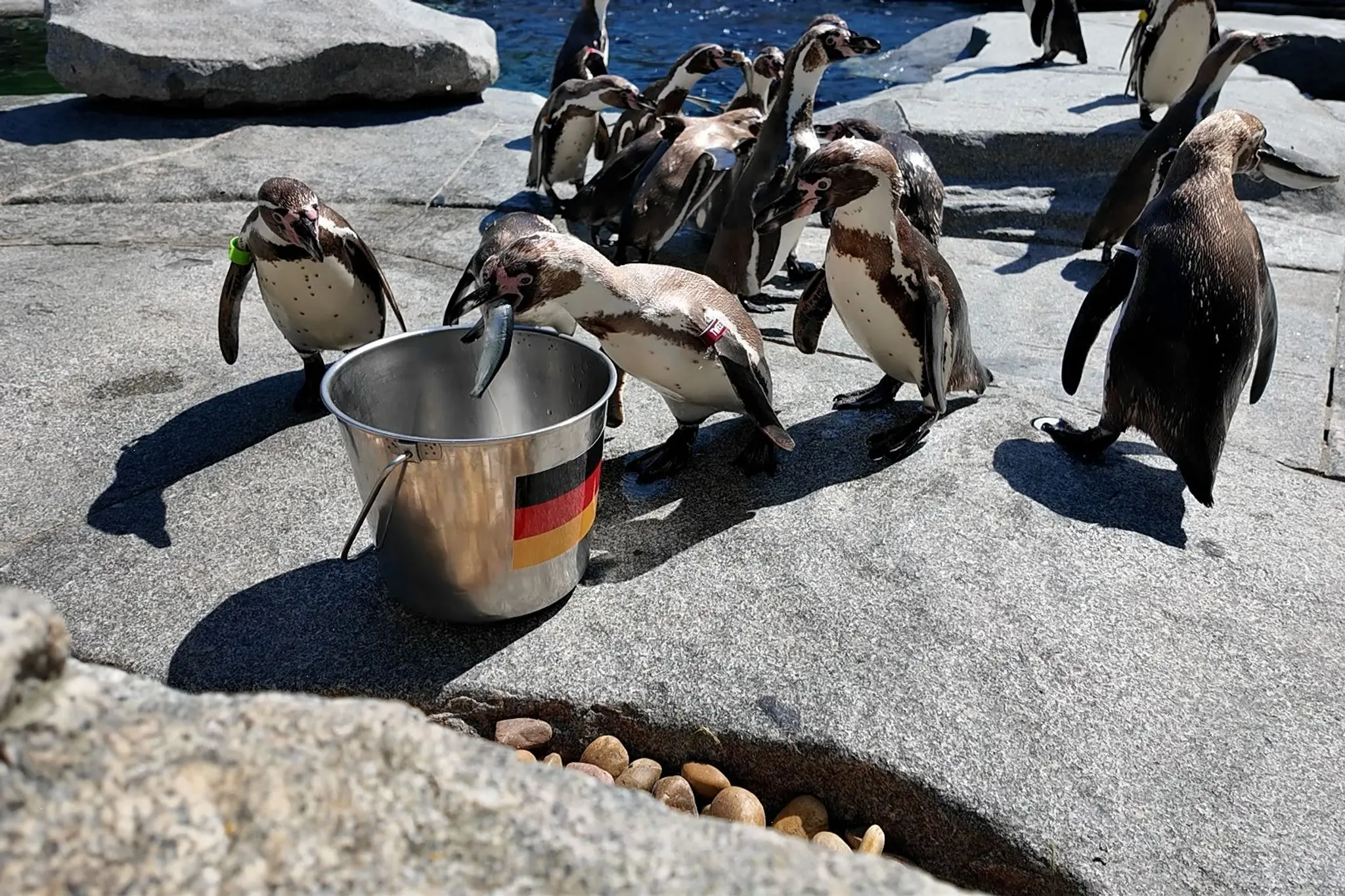 WM-Orakel-im-Luisenpark-Mannheim-Pinguine-tippen-auf-Deutschland