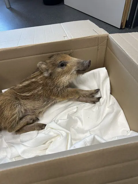 Ein junger Wildschwein-Frischling lief am Samstag auf der Hauptstraße in Idar-Oberstein in Richtung B41. Die Polizei fing das Tier sicher ein und übergab es später an den Jagdpächter. | Foto: Polizeidirektion Trier